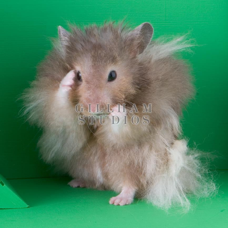 Grey teddy top bear hamster
